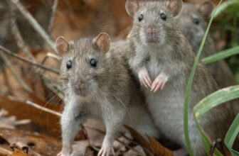 You’re probably safe from the Hantavirus outbreak, but here’s what you absolutely must not do